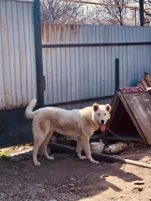 Собака Алабай щенок