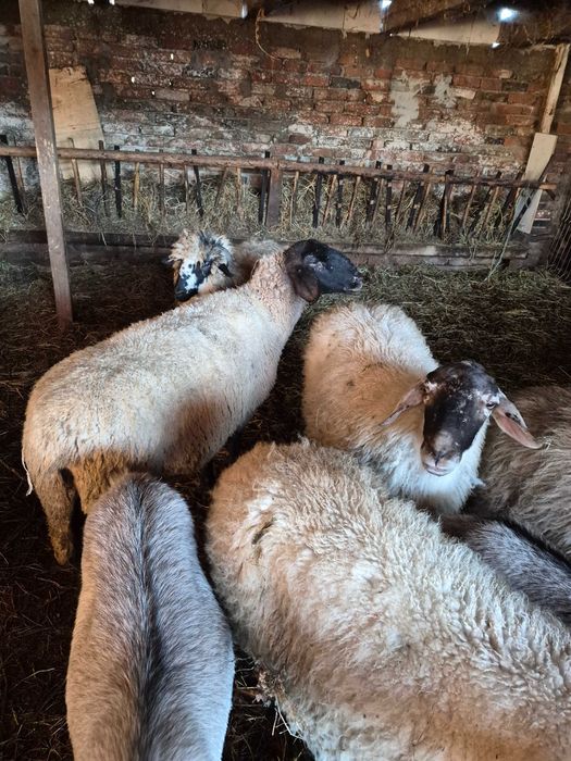 Vand 5 oi si patru iede