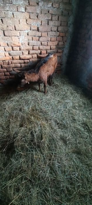 Vînd  sau Schimb Capră Alpină Franceză