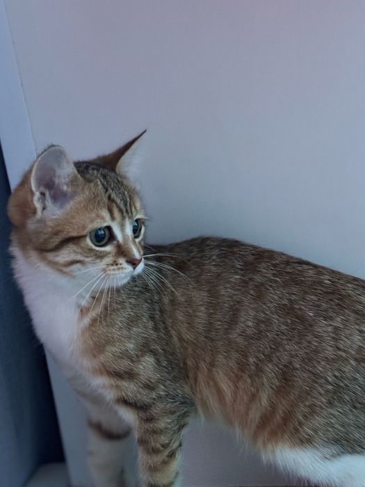 Потерялся котенок