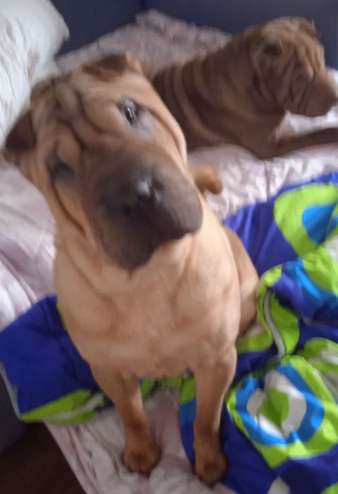 Вязка шарпей ,чистокровный мальчик