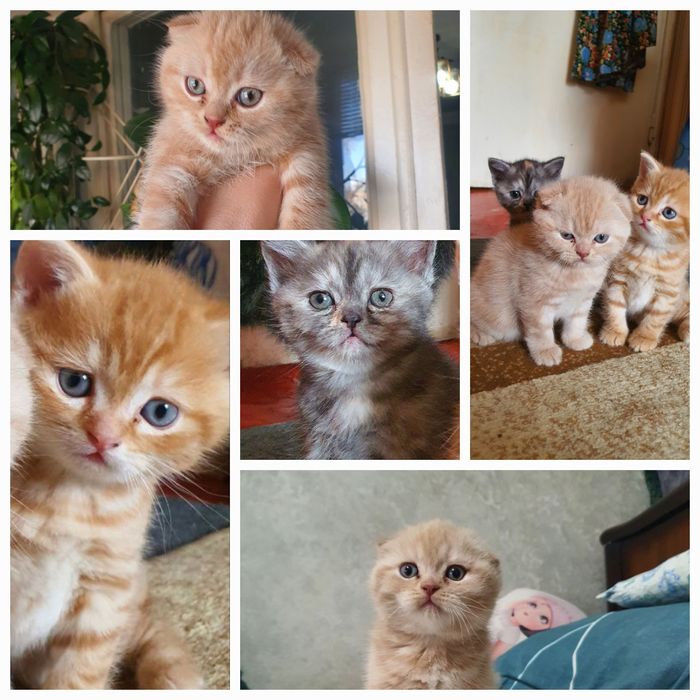 Скотиш страйт и фолд