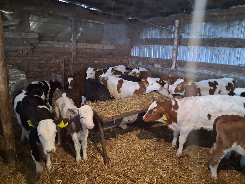 vand vitei si vitele