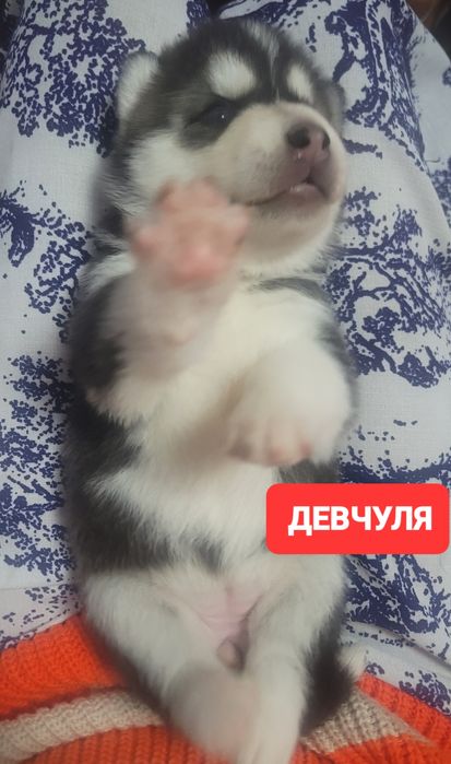 Скоро в продаже родившися 14 февраля хаски