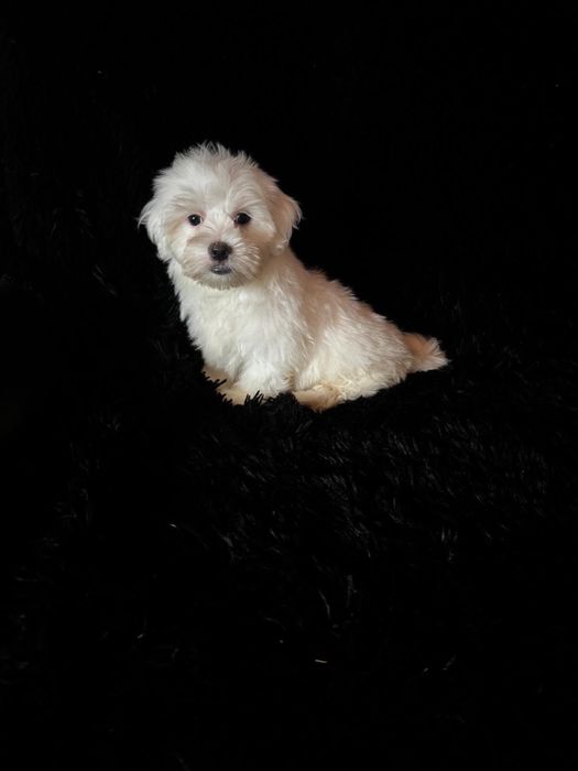 Bichon maltez baiat