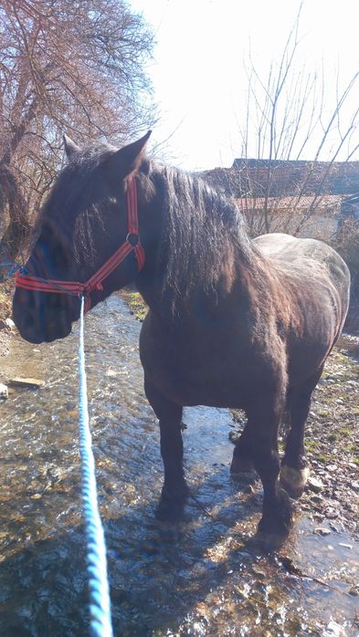 Disponibilila mânza.