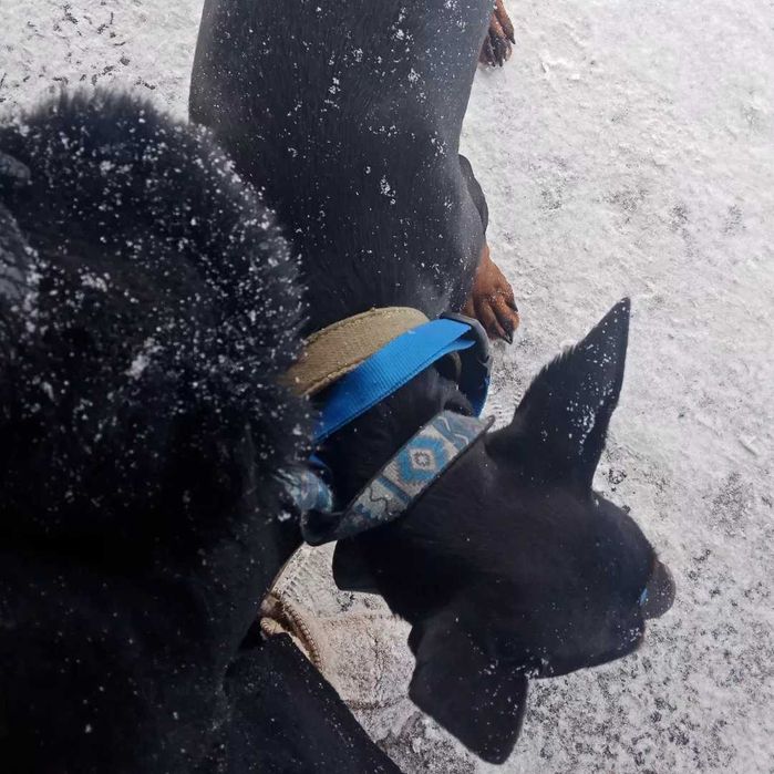 Доберман, 1,5 года