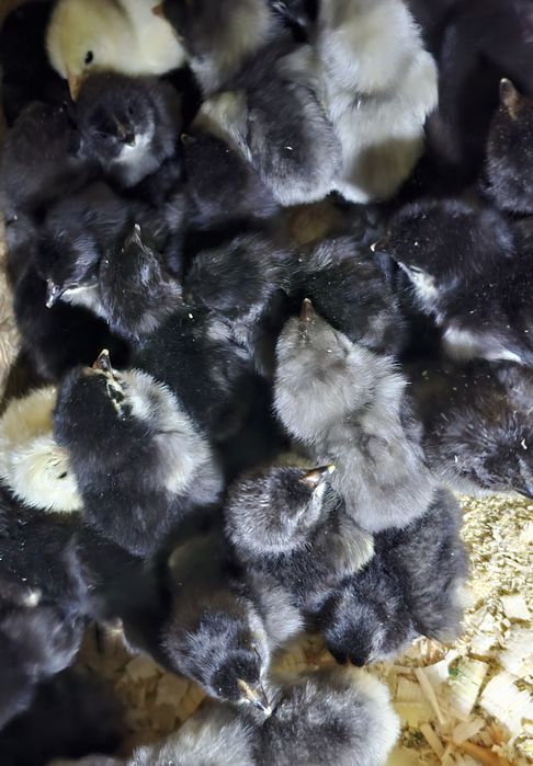 Продаются суточные цыплята