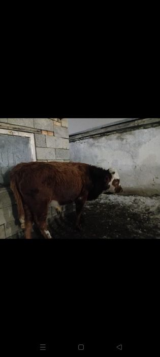 Тайынша сатылады