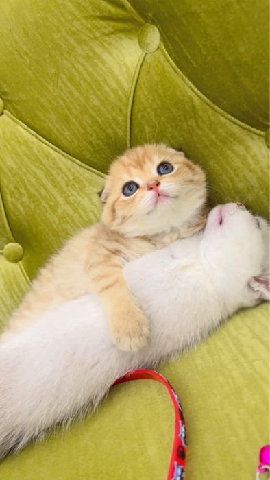 Золотая  шиншилла фолд