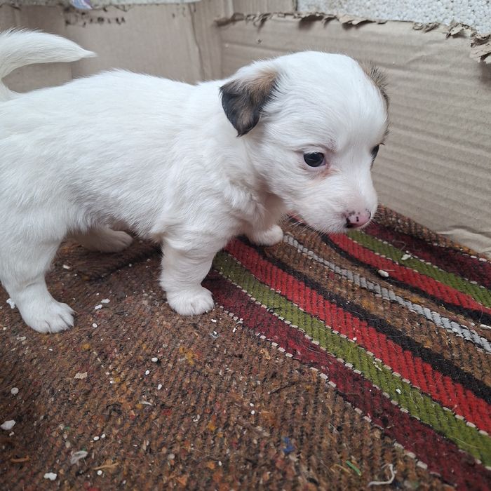 Сладки малки кученца