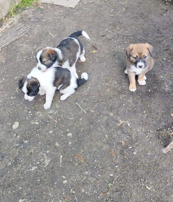 Dăruiesc spre adopție 3 pui grași și sănătoși