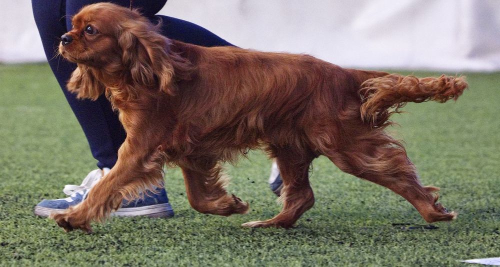 Кавалер Кинг Чарльз Спаниель