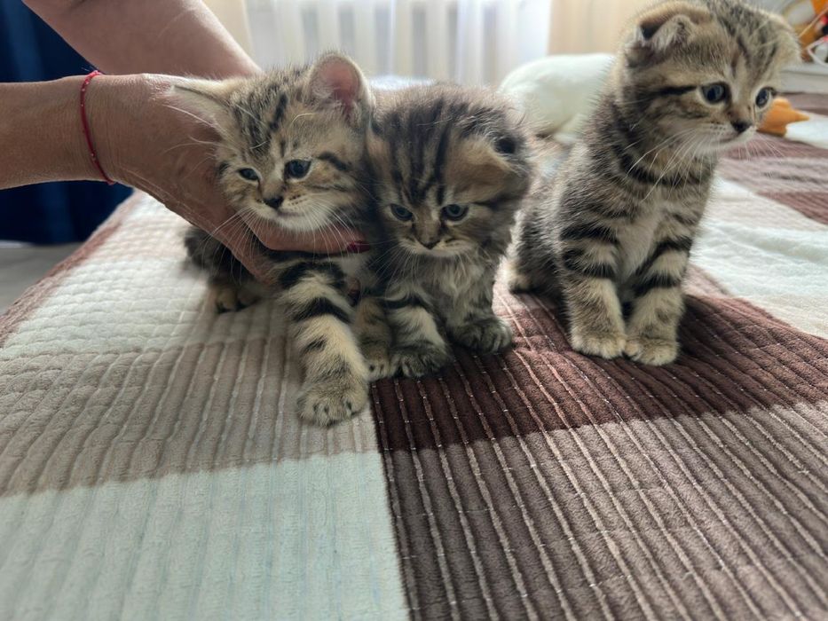Продам шотланских котят