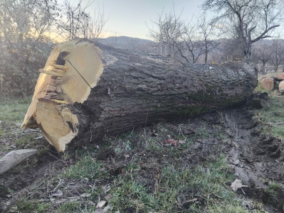 Lemn de Dud de vanzare