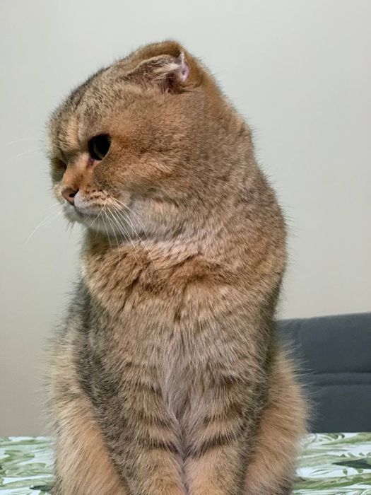 Вязка! Zot olishga