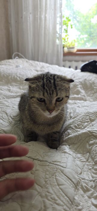 Котик продаётся цена договоримся