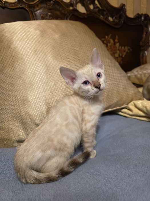 Бенгалски котета