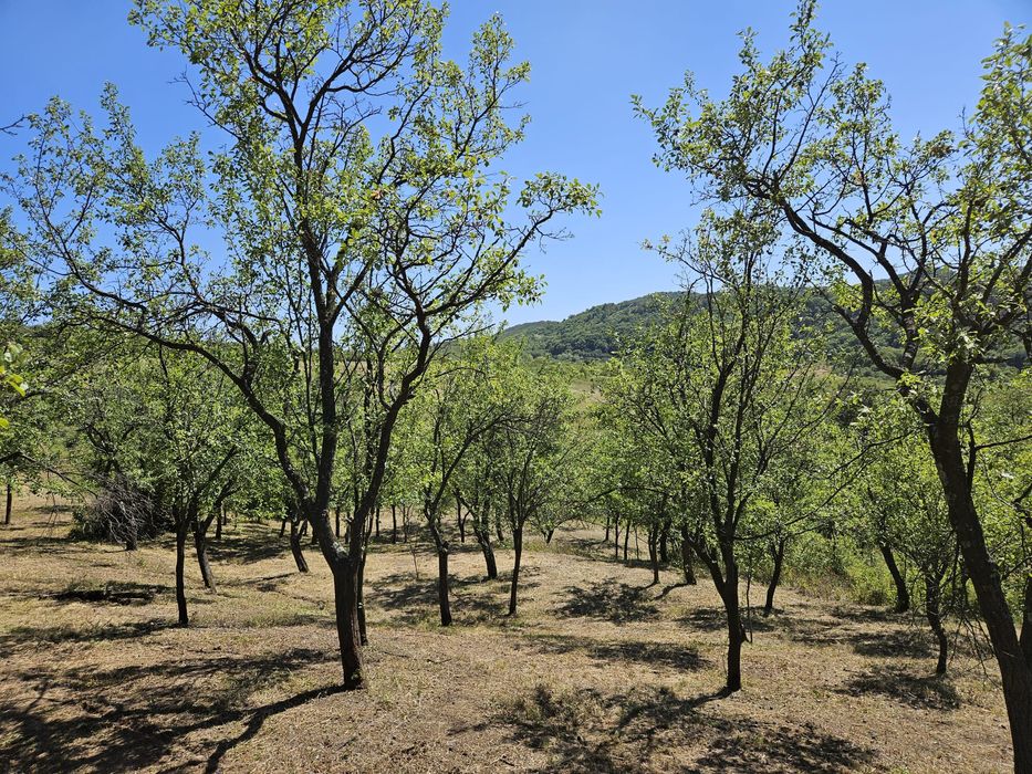 Prune roșii neculese