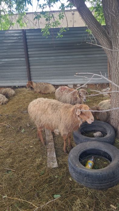 Продам барашек на Курбан Айт