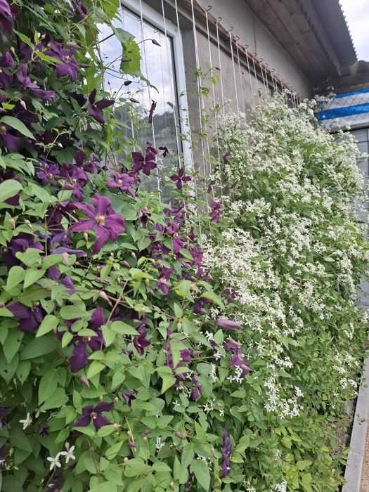 Клематис. "Ароматное облако"