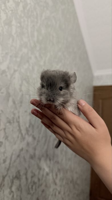 Продам малыша Шиншиллу