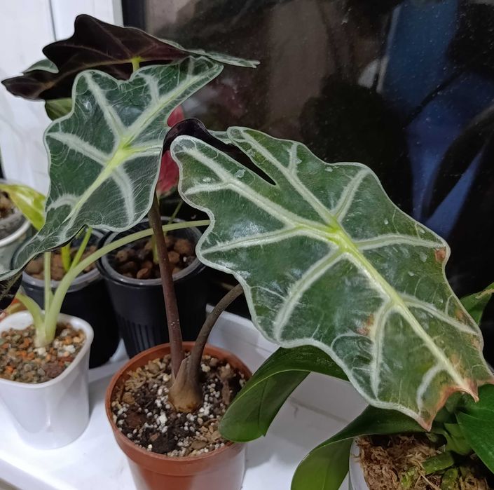 Алоказия Полли +3 клубня,можно обмен