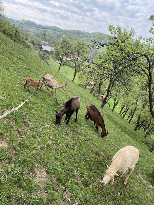 Vand capre alpine franceze