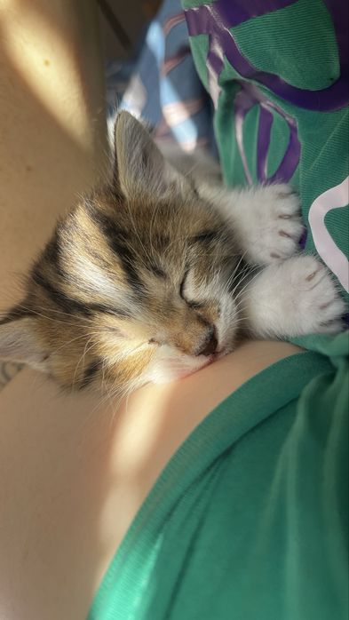Котята хорошенькие