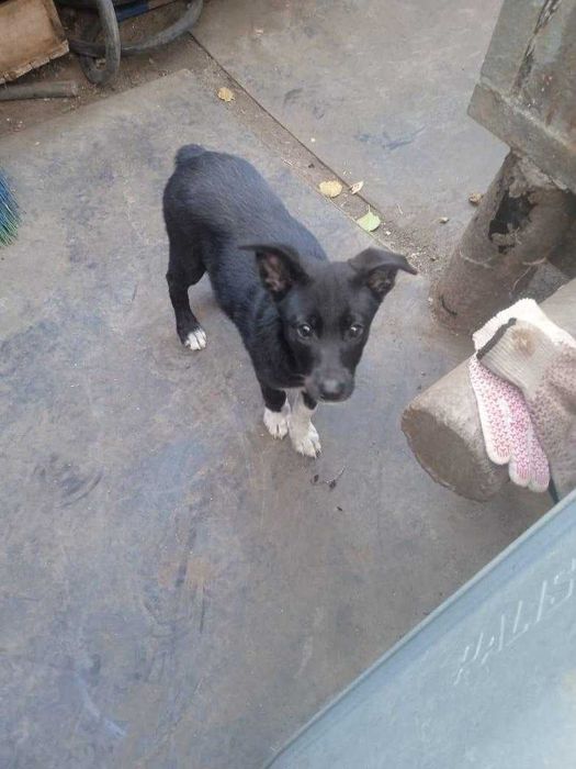 Собачке нужен дом! Срочно!