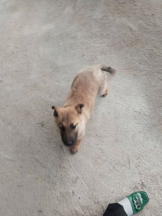 Продам  бельгийская овчарка. Щенок