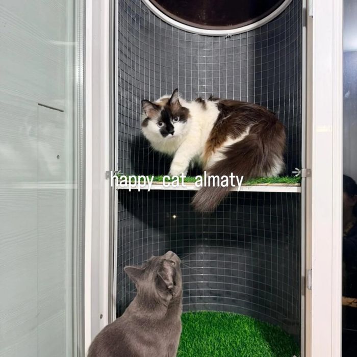 Балкон для кошек