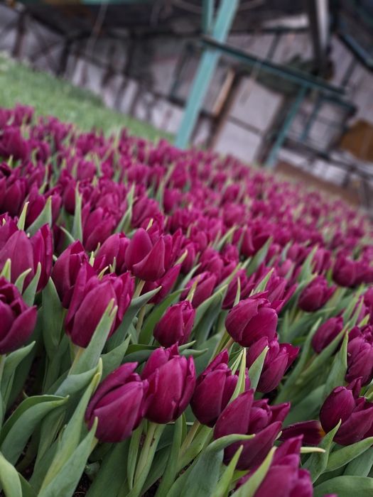 Тюльпаны оптом и в розницу на 8 марта