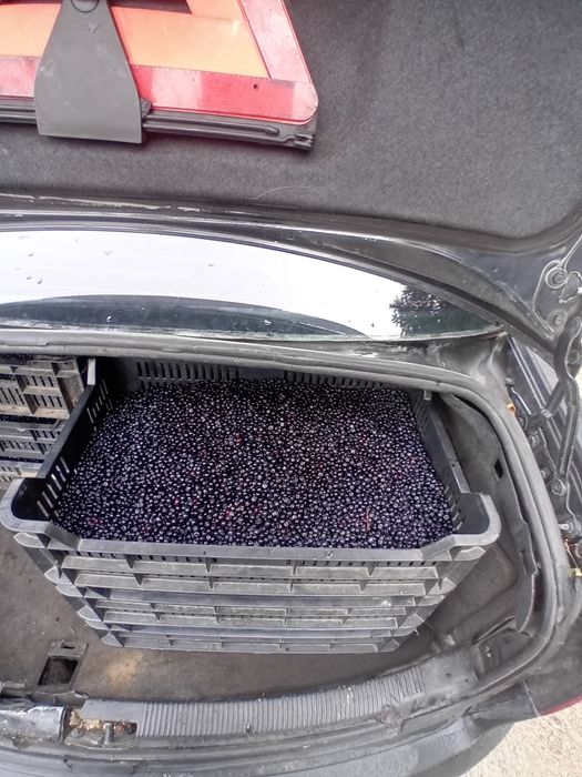 Vând afine de pădure