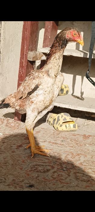 Дакан курочка бойцовая