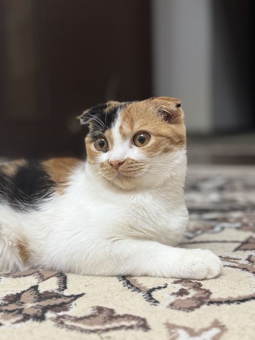 Toza uy Mushugi Sotiladi
Zoti: schotish fold high