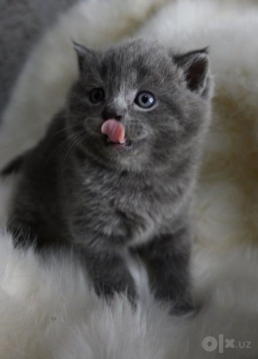 Продаются котята скоттиш страйт