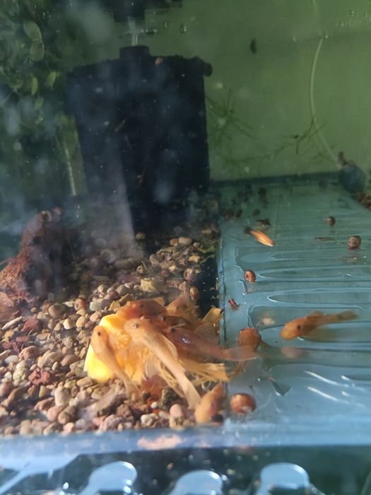 Сомики анциструсы Рэд 3 см.