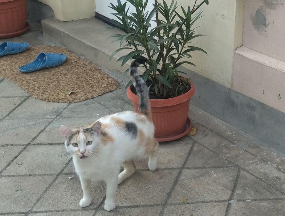 Подарява се kотенце - Казанлък