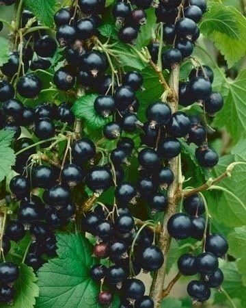 Arbuști Fructiferi (Coacăz Negru )