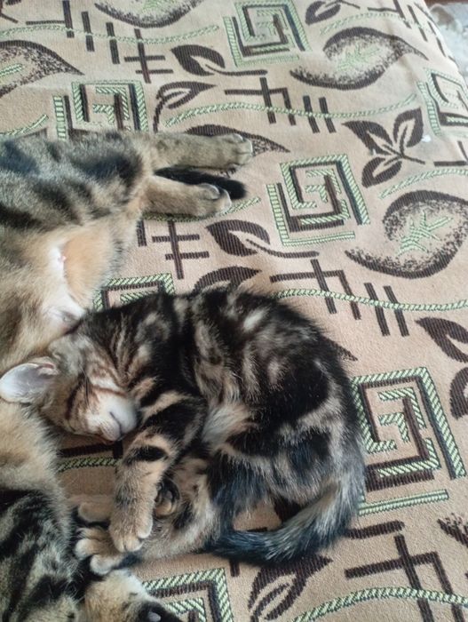 Бенгал британ котенок