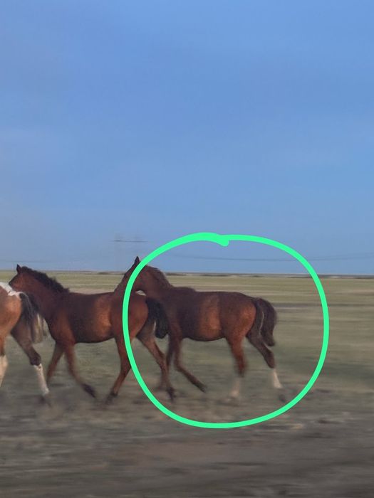 Лошади лошади лошади