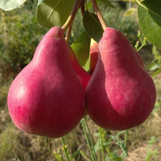 НОК Ерански душест сантамврия маузер ва бошка янги сортларимиз бор