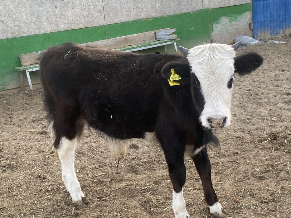 Бычки, мал баспак