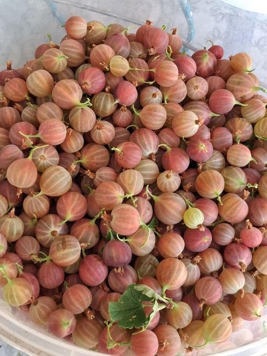 Дача на первой водоколонке. Вьезд во вторые ворота