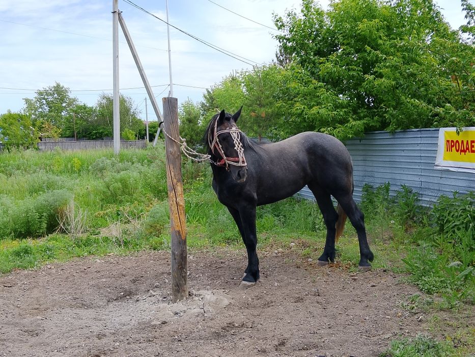 Продам кабылку, першерон