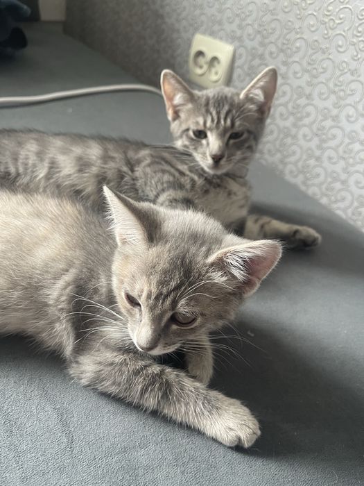 Котенок бесплатно