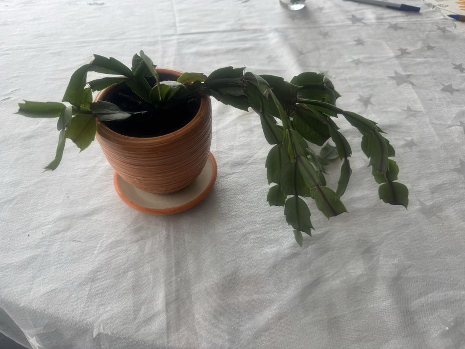 Цветя в саксии-3-10€