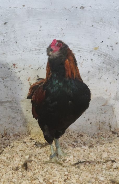 Cocosi Araucana  Tineret