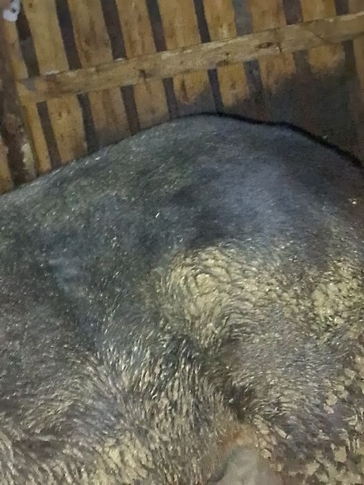 Кұнан Сатам. Продам Кунан